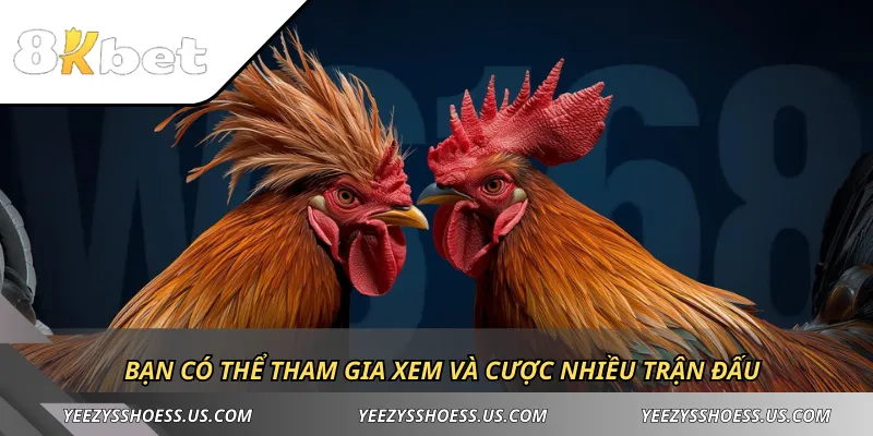Bạn có thể tham gia xem và cược nhiều trận đấu