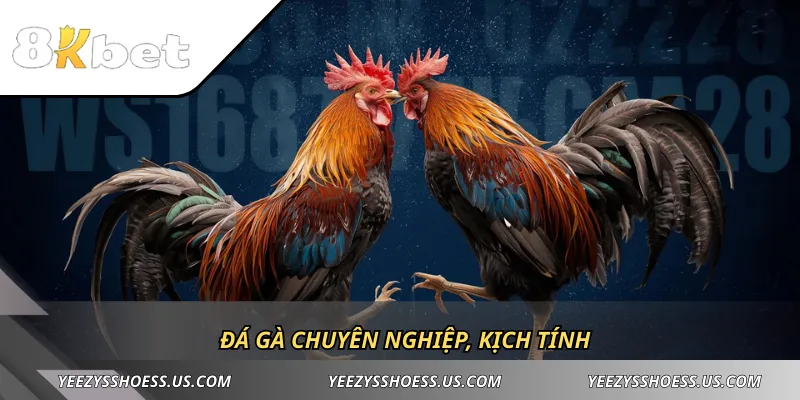 Đá gà chuyên nghiệp, kịch tính