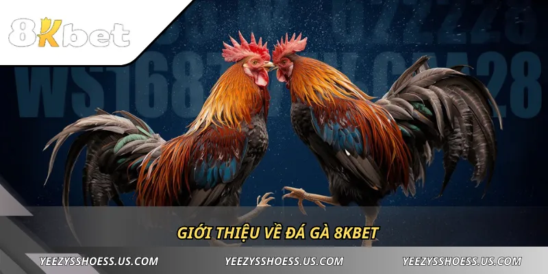 Giới thiệu về đá gà 8KBET