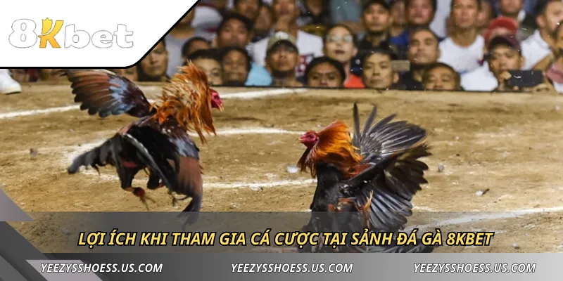 Lợi ích khi tham gia cá cược tại sảnh đá gà 8KBET