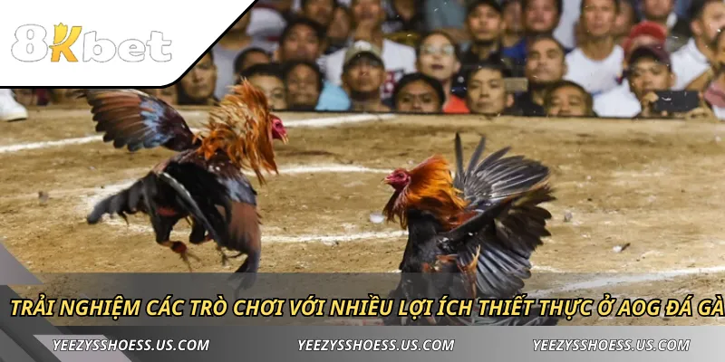 Trải nghiệm các trò chơi với nhiều lợi ích thiết thực ở AOG đá gà