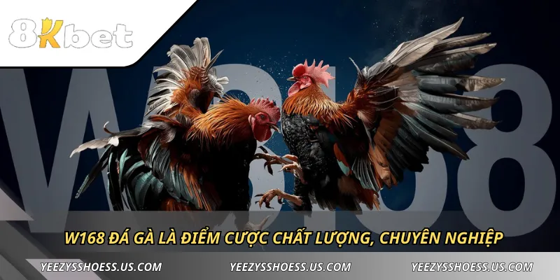 W168 Đá gà là điểm cược chất lượng, chuyên nghiệp